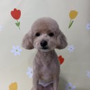 다원하개 이미지