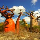 바오밥나무기타 이미지