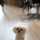 더그루밍맨즈헤어