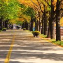 곡교천 은행나무길 이미지