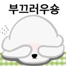 털찐강아지 이미지