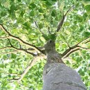 플라타너스(plane tree) 이미지