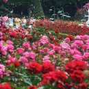 낭만에코파크 | 🌹 경기도 장미공원 베스트 5! 꽃잎이 속삭이는 낭만 여행 추천