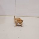 제니스동물병원 이미지