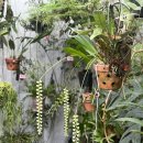 양재우성 | 양재꽃시장 식물 쇼핑 후기 | 우성농원에서 호야와 난초 데려온 날