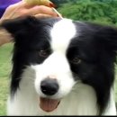 머리농장 이미지