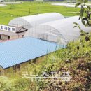 청결농장 이미지