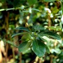 쌍계사 상록수림 이미지