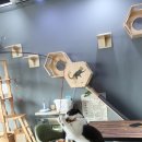 드럼통고양이 이미지