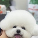 애견미용실 바비펫 이미지