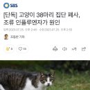 [단독] 고양이 38마리 집단 폐사, 조류 인플루엔자가 원인 이미지