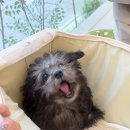 아는수의사 동물병원 이미지