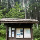 A 코스 5월 23일 Mount Dickerman Trail -8miles 이미지
