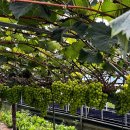 상원농장 | 충남 아산 도고 파라다이스스파도고 인근 샤인머스켓 농장