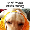 미미네강아지 이미지