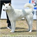 수컷 이미지