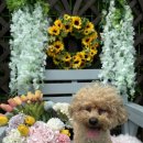 시흥강아지카페 영화산장 애견카페 강아지랑 힐링하기 좋은 영화산장 애견카페 방문 후기