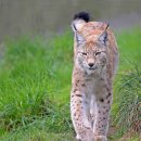 스라소니 [유라시안 스라소니, Eurasian lynx] 이미지