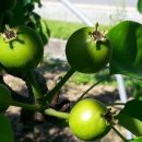 배감농장 이미지