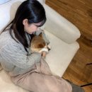 시바견 전문 가도켄넬 | 새 가족 마메시바 강아지 마리(시바견 전문분양 루이몽 후기)