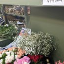 [w/스튜디오촬영] 토요일 아침 고터 꽃시장 안개꽃 극적으로 찾아서 산 후기