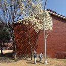 쌍둥이어린이공원 | 지금 목련 만발! 용산공원 반환부지 목련 개화시기 꽃말 포토존