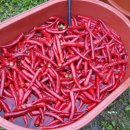 푸른솔 농장 이미지