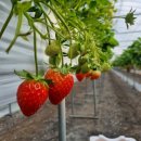 원원농장 이미지