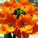 아모레미오 이미지