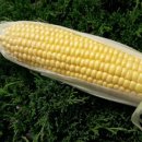 요제농장 이미지