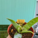 촉석탕