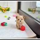 대명동 강아지 이미지