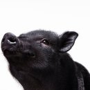 돼지집(안정돼지집) 이미지