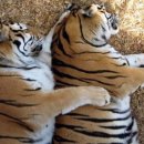 닭발반점 이미지