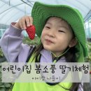 딸기어린이집 | 어린이집 부모참여 현장학습 딸기따기체험 후기