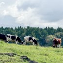 아라목장 이미지