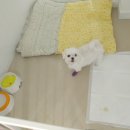 더도그맨션 이미지