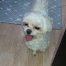 멍멍회관 이미지