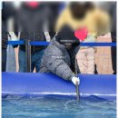 무안시장(무안임시시장) | 무안 가볼만한곳 겨울숭어축제 잡기체험 먹거리 후기