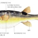 싱글벙글복어 이미지