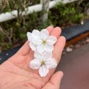 4970 | 잠실 석촌호수 맛집 벚꽃축제 데이트 평양냉면 불고기 후기