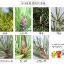 곰솔(Pinus thunbergii) 이미지