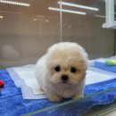 대구강아지분양 럽댕 이미지