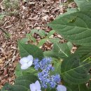 삼거휴게소 | 월악산 덕주릿지 만수릿지