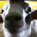 보은염소농장 이미지