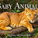 🌿 Amazon Wildlife 4K UHD | 이미지