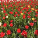 🌷 아산 피나클랜드 튤립축제 나들이 후기 🌷