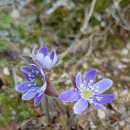 꽃이야기 이미지