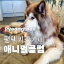 평택애니멀클럽 | 이색 동물 체험 가득한 평택키즈카페 '애니멀클럽' 솔직 후기!