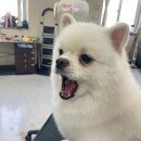 수 애견미용 티스토리